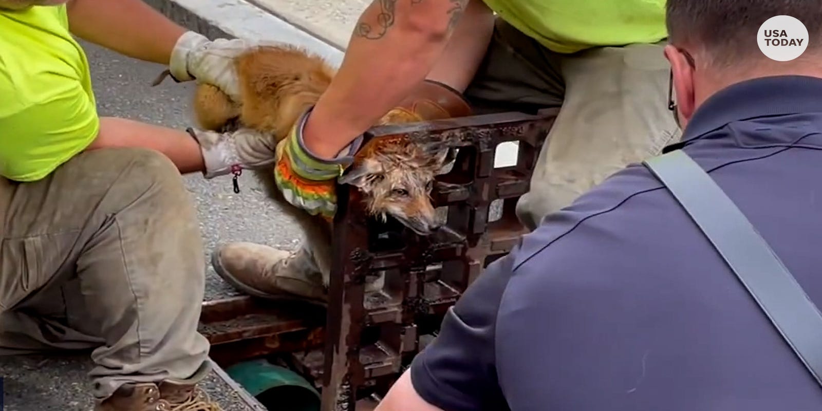 First responders rescue curious fox with head stuck in a sewer grate