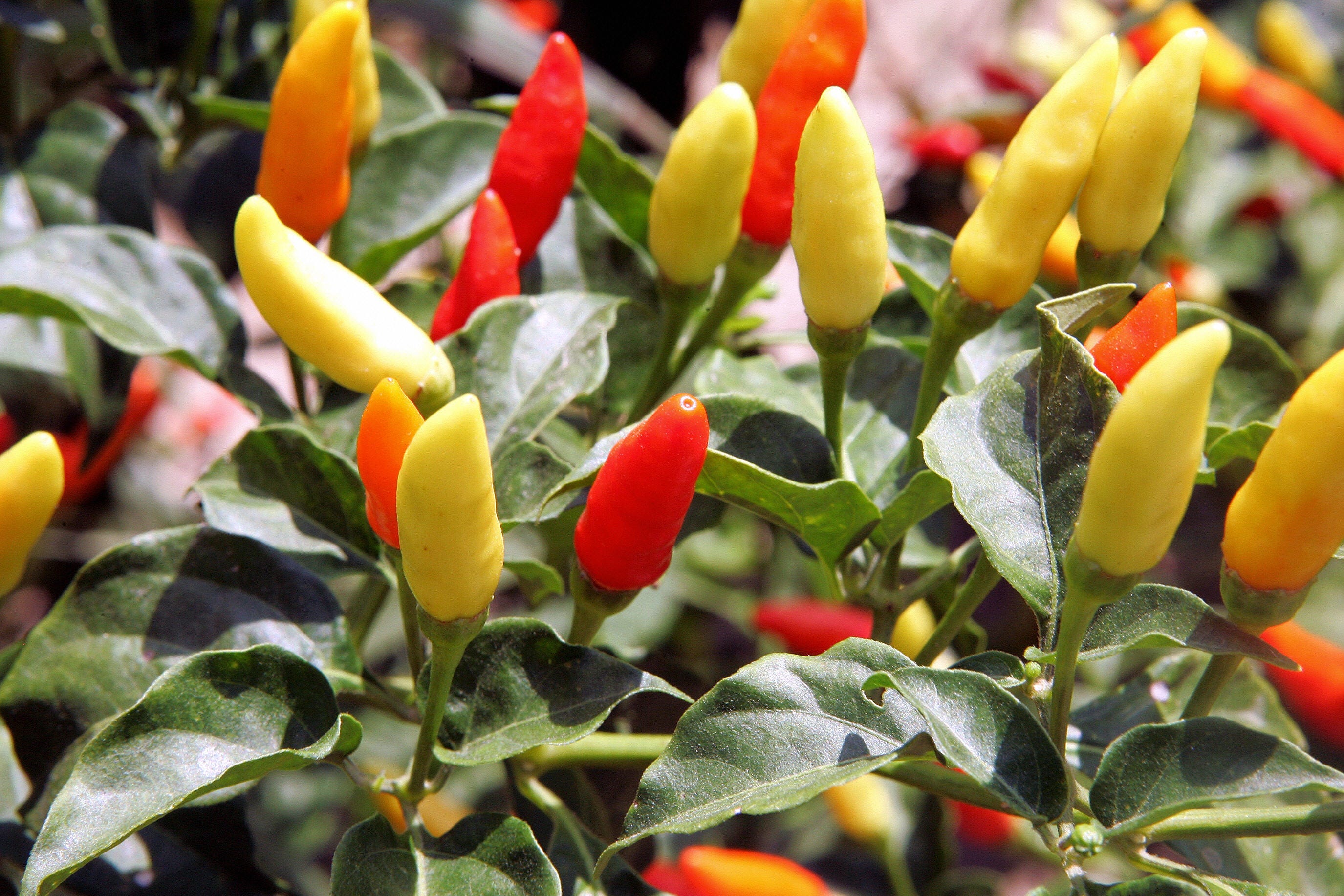 What's the hottest pepper in the world? It's over 300 times spicier than a jalapeño.