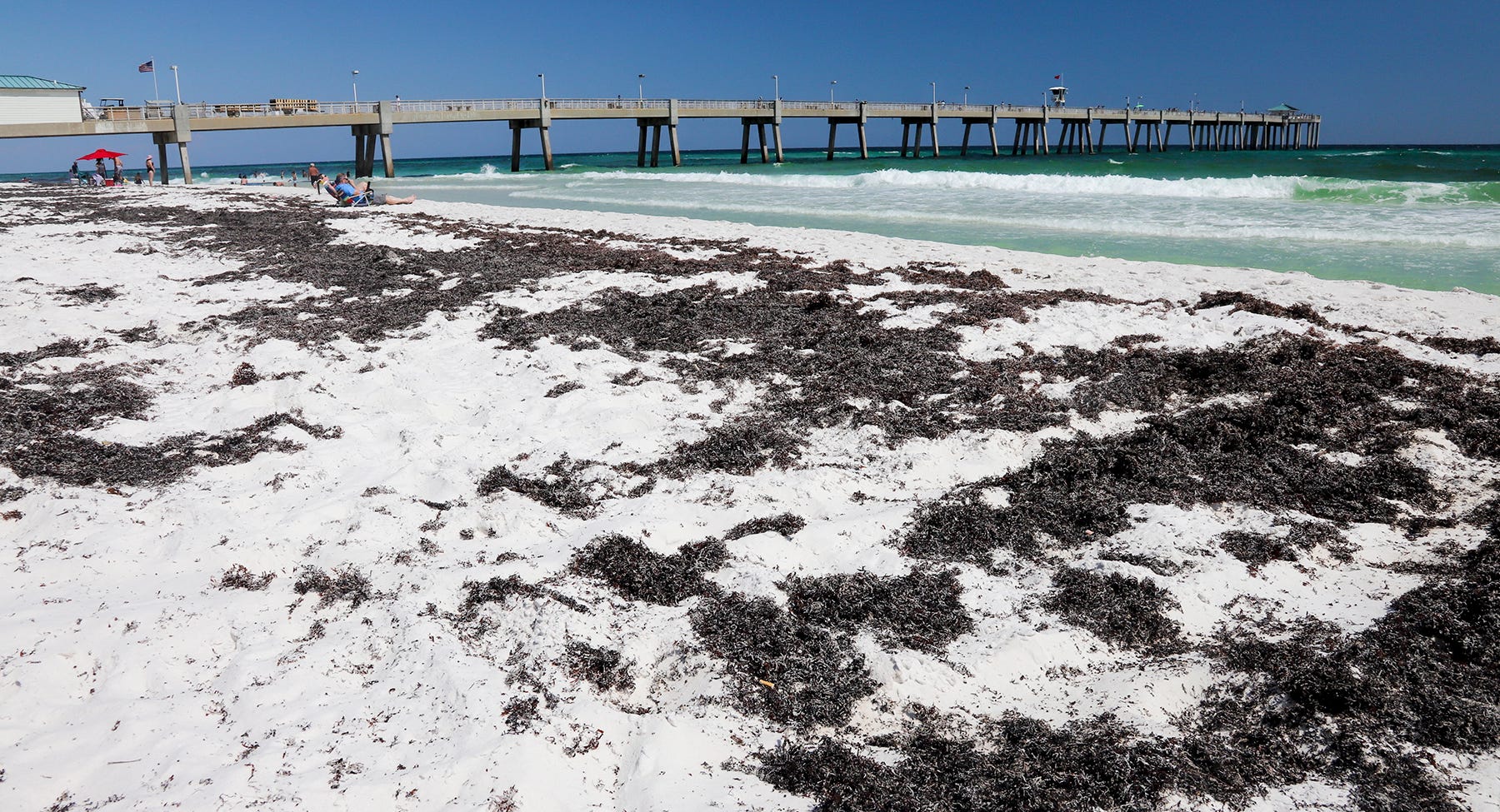 Sargassum seaweed piles up on Okaloosa County Beaches