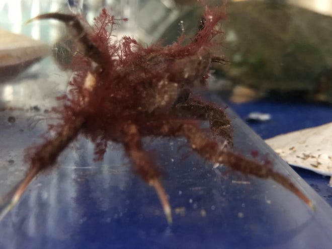 Decorator crabs found in tidepools at Hampton Beach NH Decorator crabs found in tidepools at Hampton Beach NH