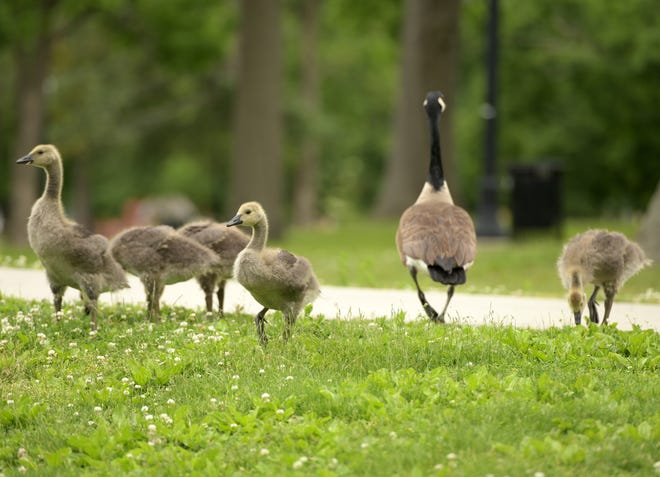 WORCESTER -  Canada geese and their goslings parade around Elm Park Wednesday.