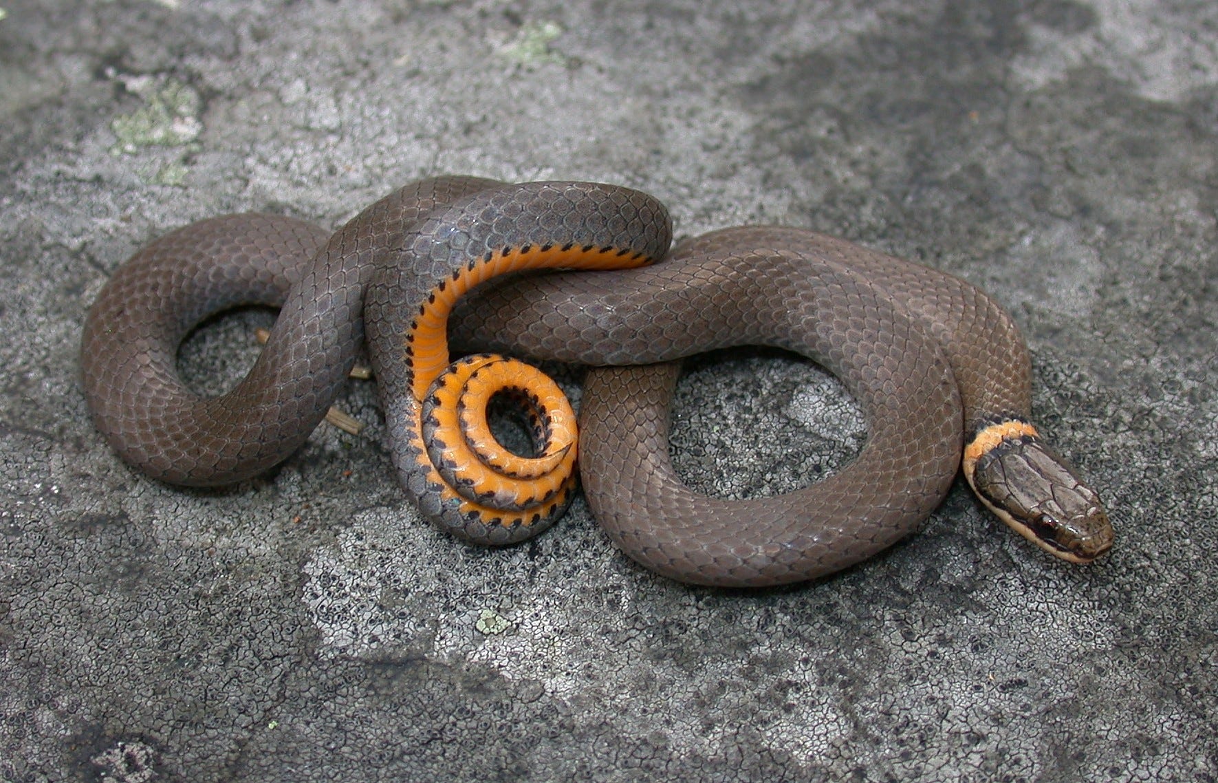 A tale to tell: Do all animals have tails? | ECOVIEWS A tale to tell: Do all animals have tails? | ECOVIEWS