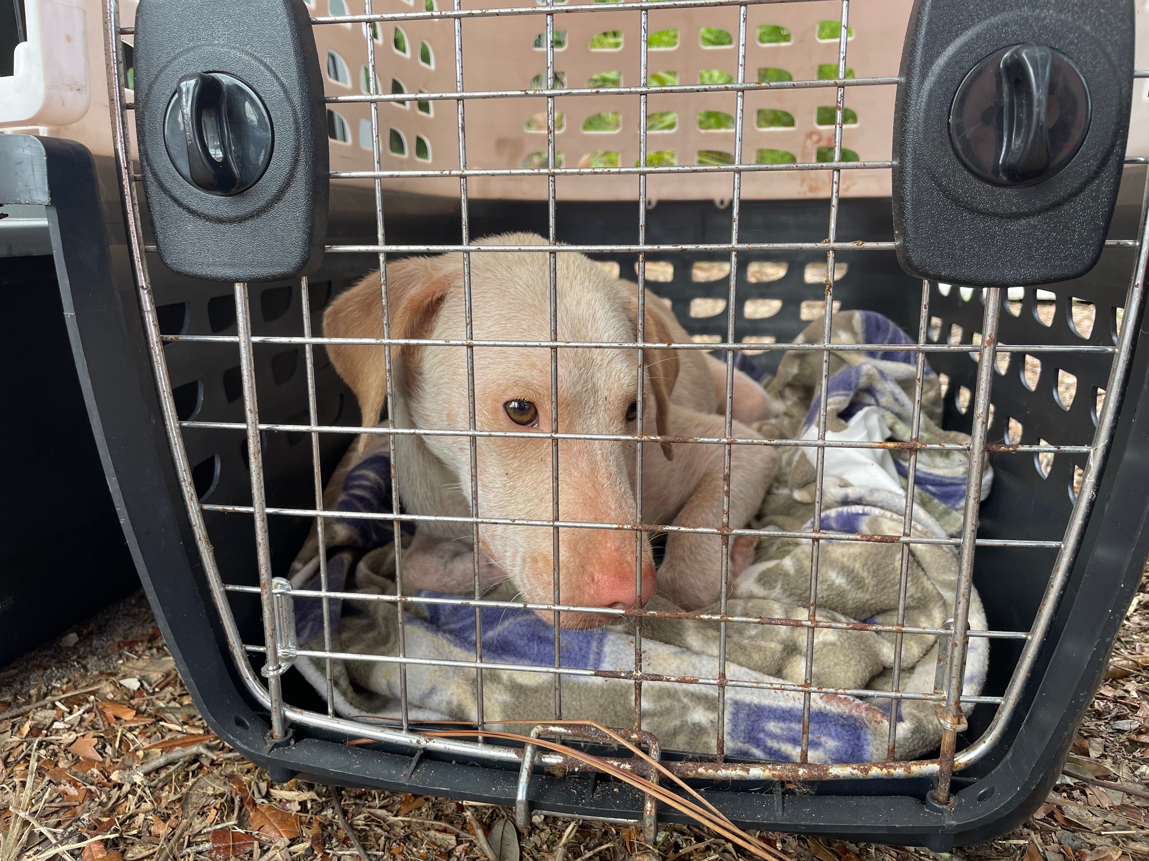 Santa Rosa County animal hoarding: 50 dogs caught, spayed and neutered