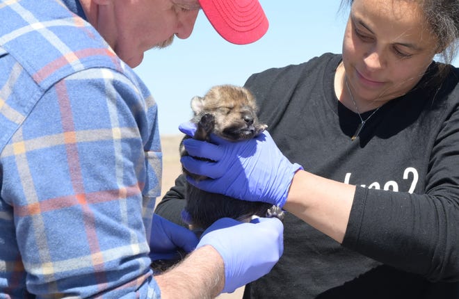 Blood samples are taken so that the puppies could be tracked as the mature