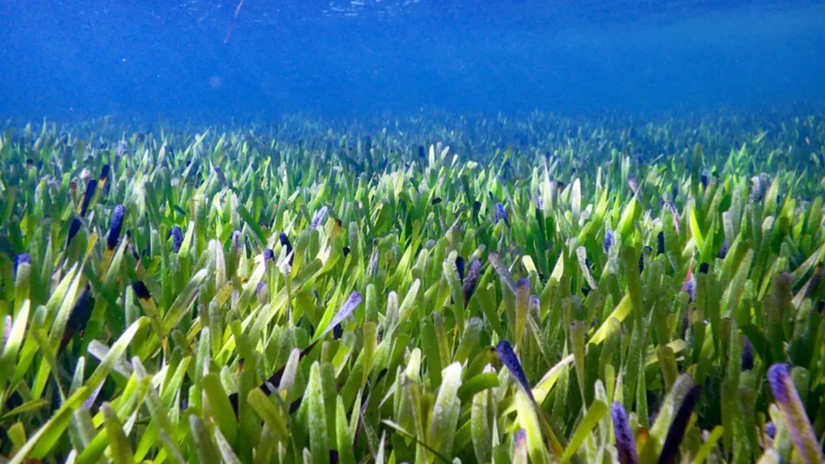 A view of Posidonia australis.