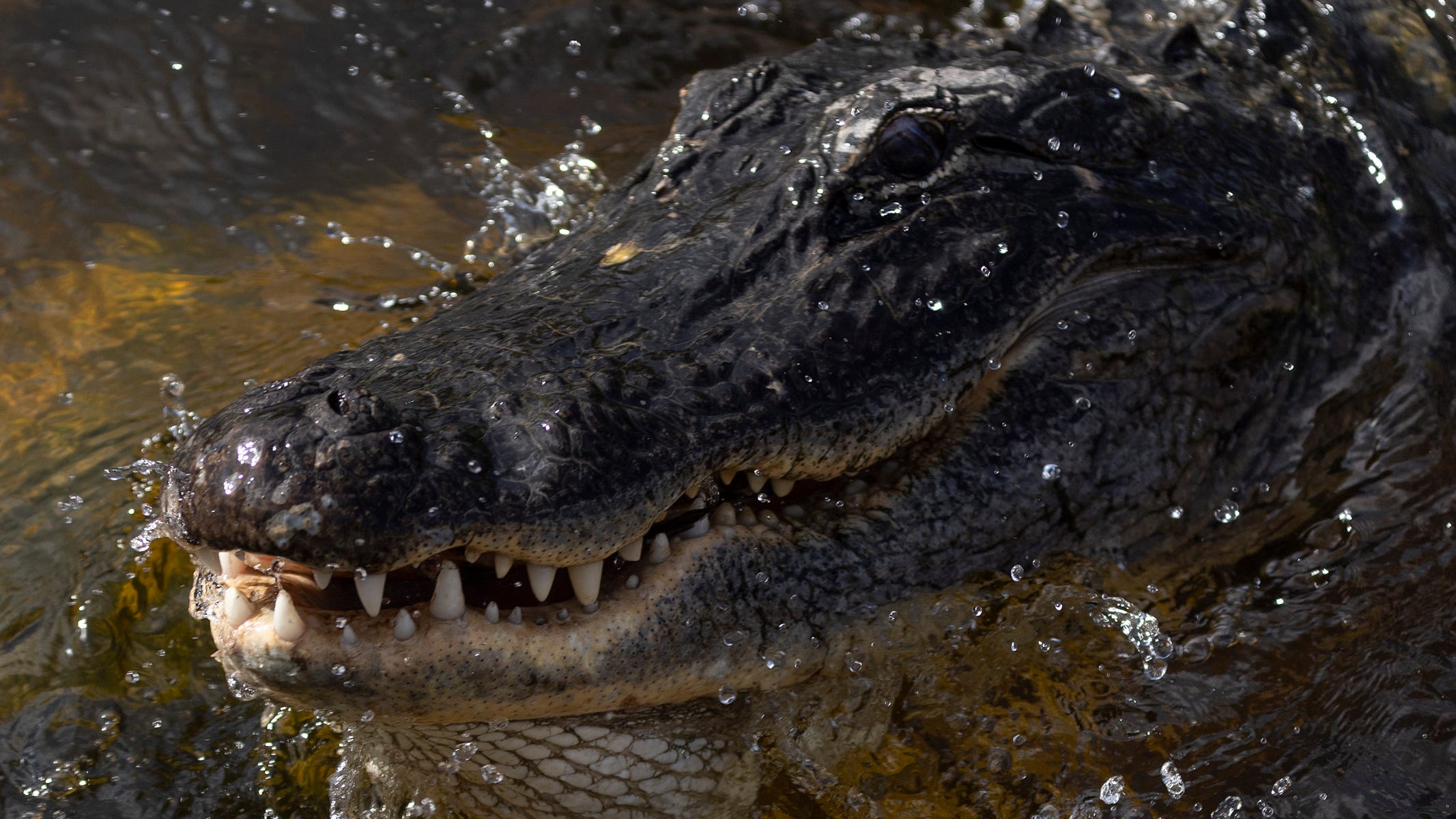 Alligator kills woman, 88, near Hilton Head, S.C. 4th US death in '22