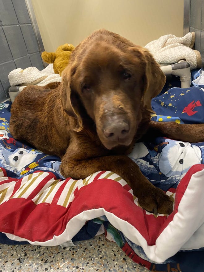 Police investigating Port Sheldon woman who left dog at animal shelter Police investigating Port Sheldon woman who left dog at animal shelter