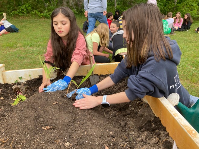 Third graders Gabby Samargedlis and Audrey Jacintho plant corn in the garden at Indian Brook Elementary School.