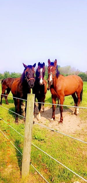 A trio of Lovina’s horses