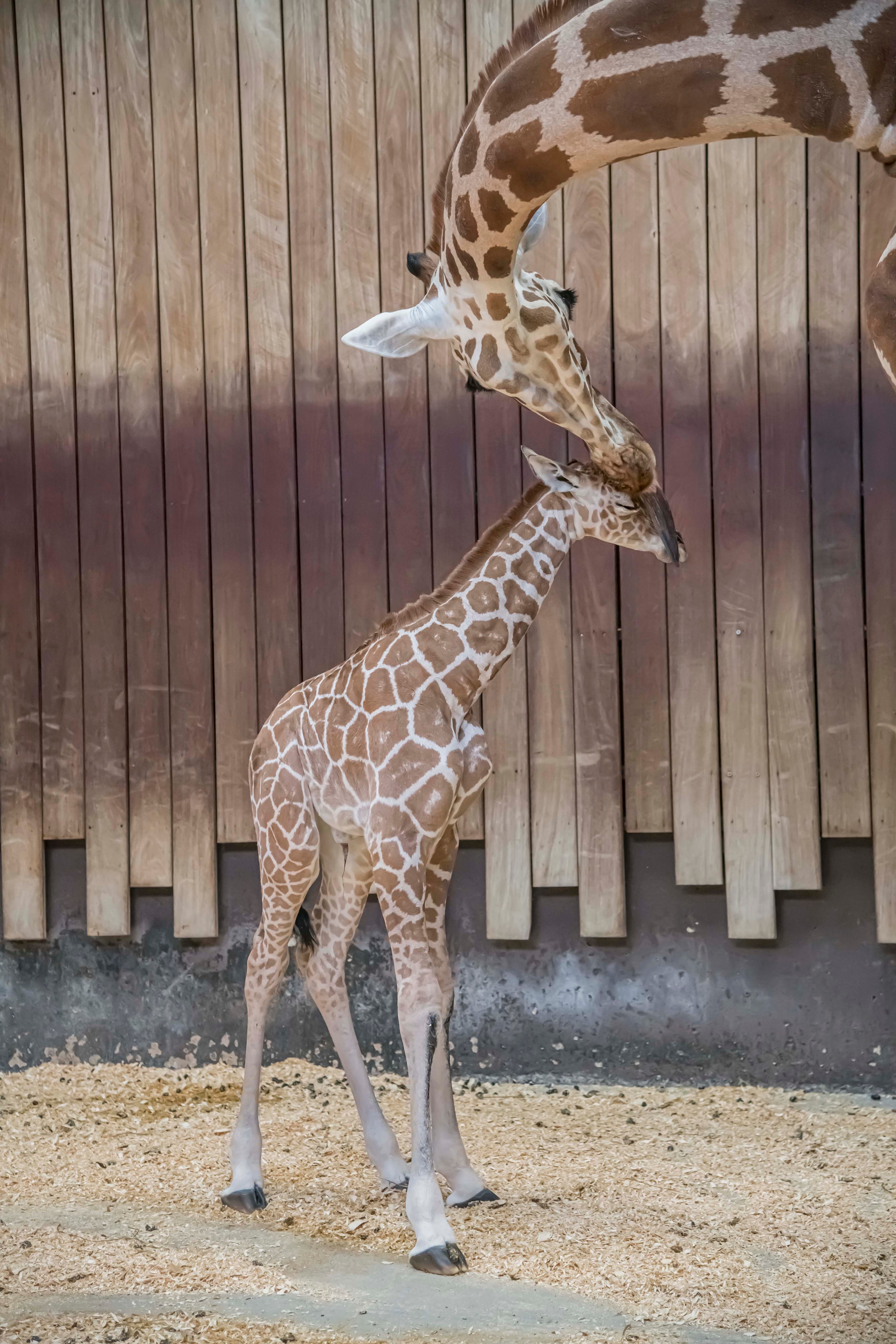 Milwaukee County Zoo welcomes baby giraffe to mom Marlee, dad Bahatika