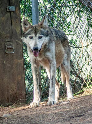 Moonlight at his enclosure at the Southwest Wildlife Conservation Center