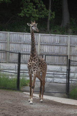 Parker, the male giraffe, wanders around his exhibit June 2, 2022 at Seneca Park Zoo in Rochester, NY.