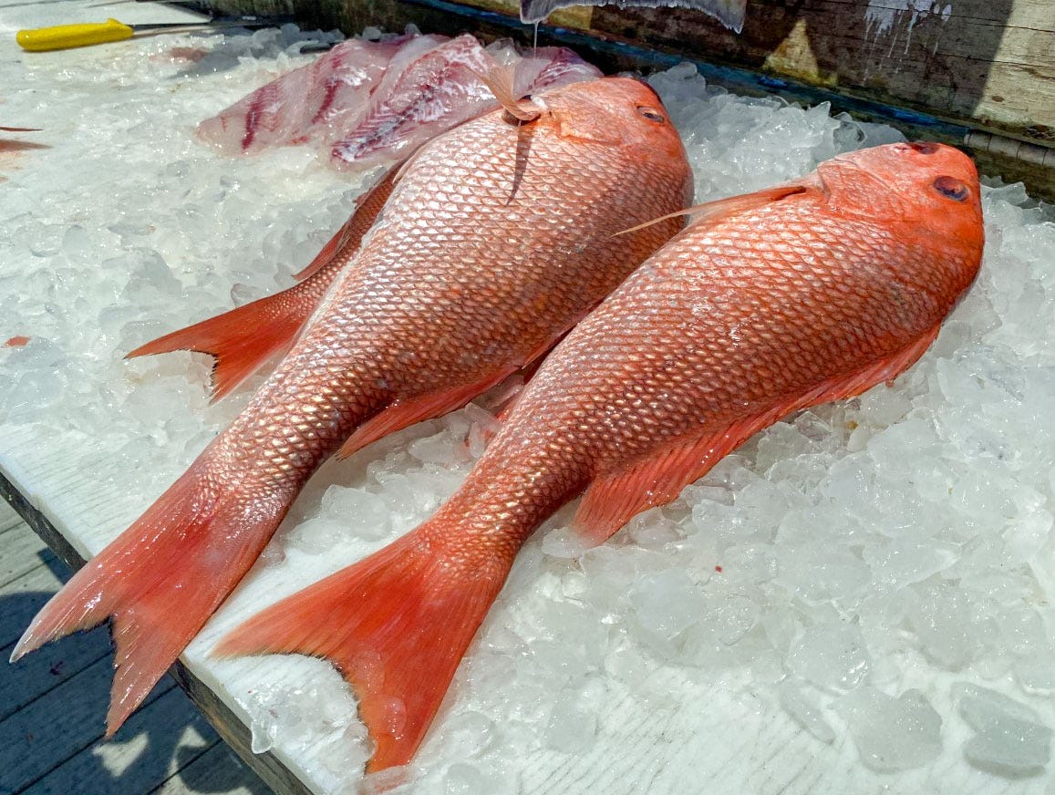 snapper season florida 2021 snapper season florida 2021