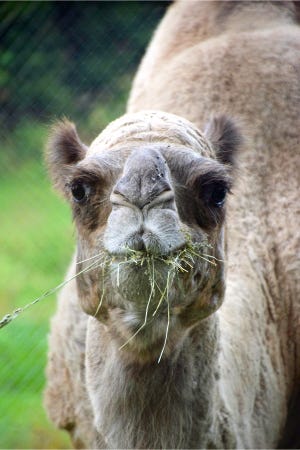 Leena, a camel at Lehigh Valley Zoo passed away at the age of 27.