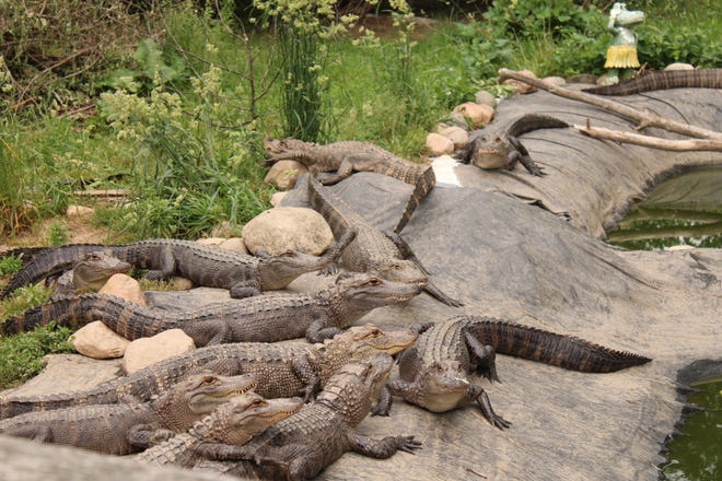 Многие крокодилы наслаждаются пятнистым солнцем в среду днем, 1 июня, в заповеднике аллигаторов Кричлоу в Афинах.