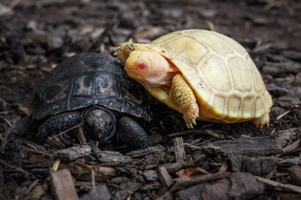 An albino Galapagos giant tortoise baby climbs on the back of another turtle, both born in early May at the Tropicarium of Servion, Switzerland.