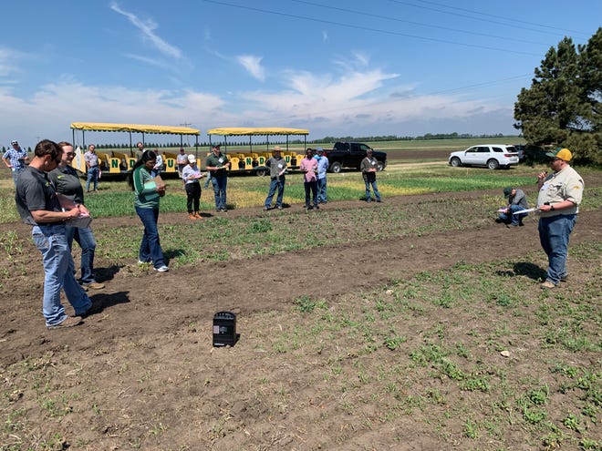 Participants receive updates on crop pest and soil management recommendations during NDSU Extension's annual crop management field school.