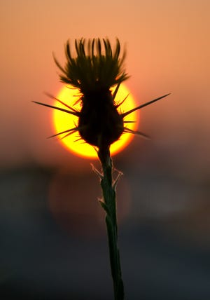 The sun sets behind a star thistle in an open lot along the waterfront in downtown Stockton. A large aperture of f/2.8 throws the background out of focus.