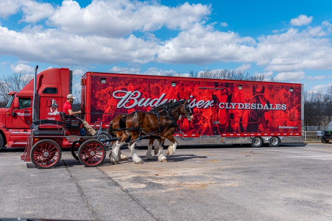 Clydesdales are led past a Budweiser truck.