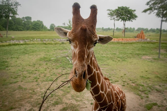 Lance, a 7-year-old reticulated or Somali giraffe, has been trained to donate plasma, providing life-saving antibodies to other newborn giraffes.