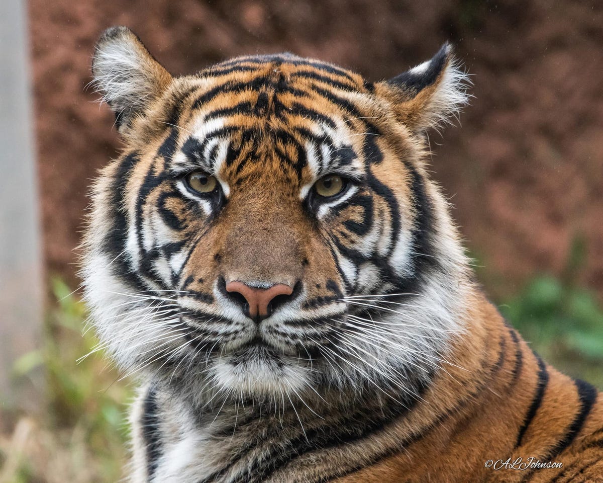 Oklahoma City Zoo's Sumatran tiger is expecting