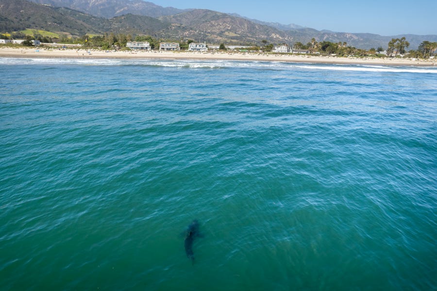 A great white shark swims near Santa Claus beach in Carpinteria, Calif. on Sunday, May 1, 2022. A team at California State University Long Beach aims to study great white sharks' behavior and movement patterns as they relate to a changing climate. 