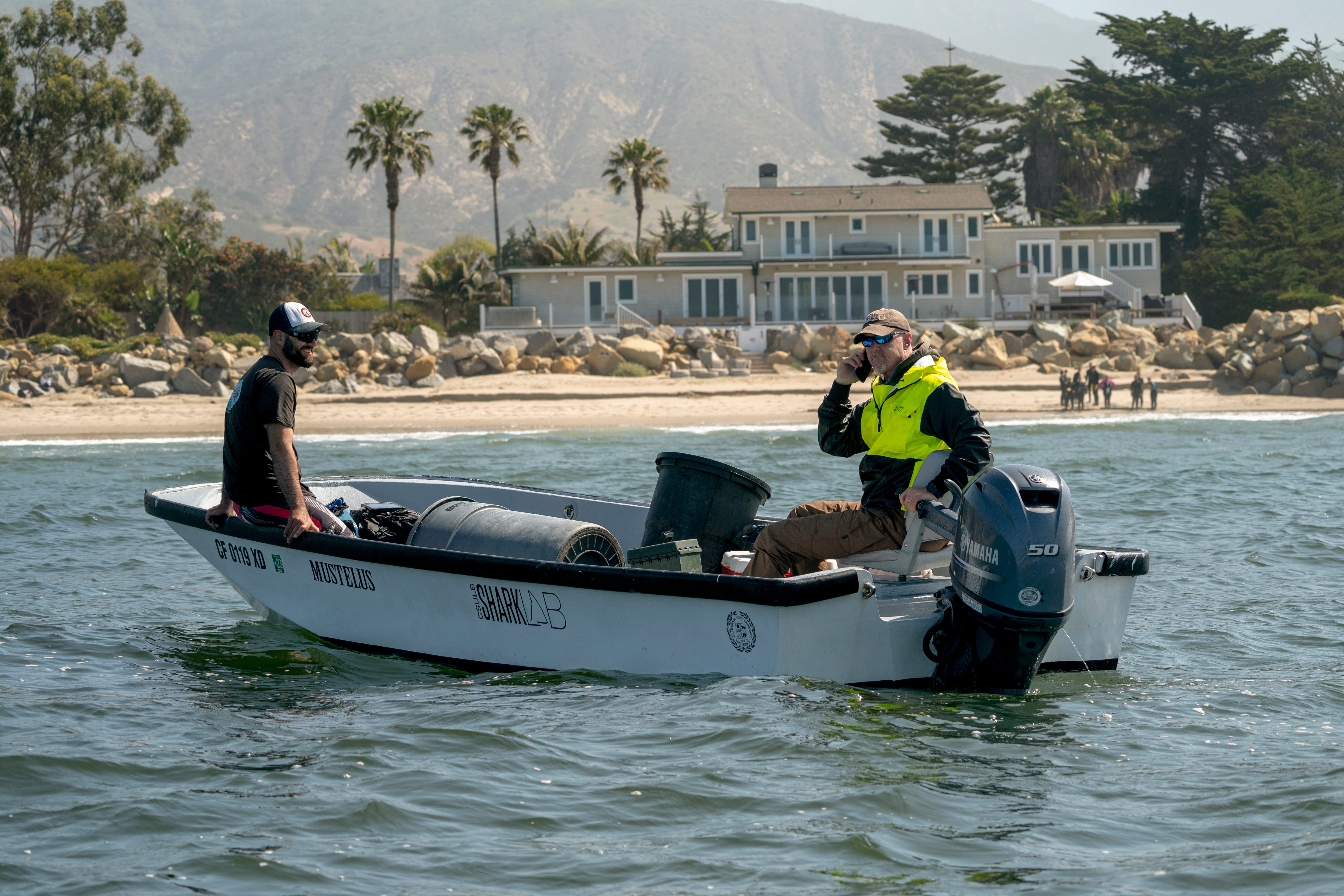 Great white sharks at California beaches: What scientists are finding