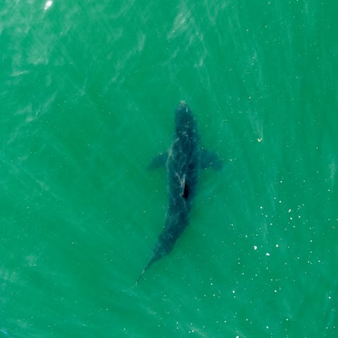 A great white shark swims near Santa Claus beach i