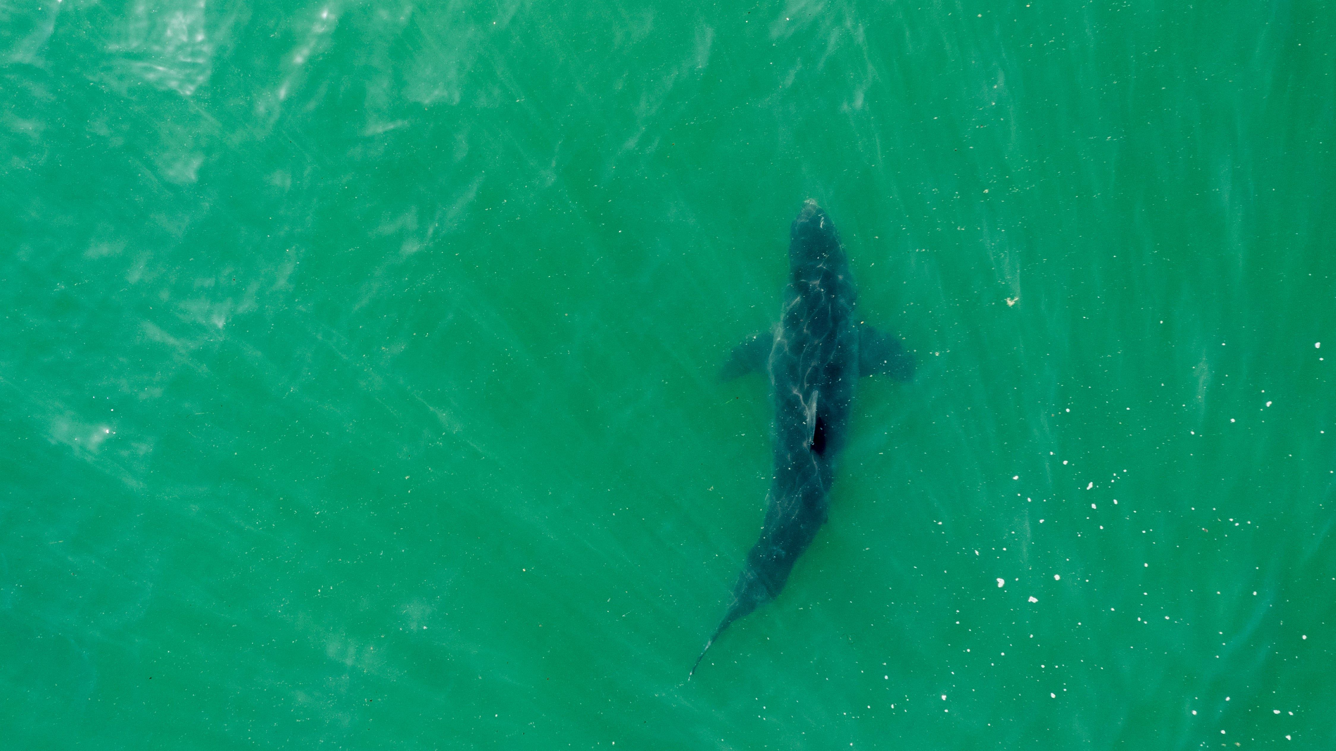 Great white sharks at California beaches: What scientists are finding