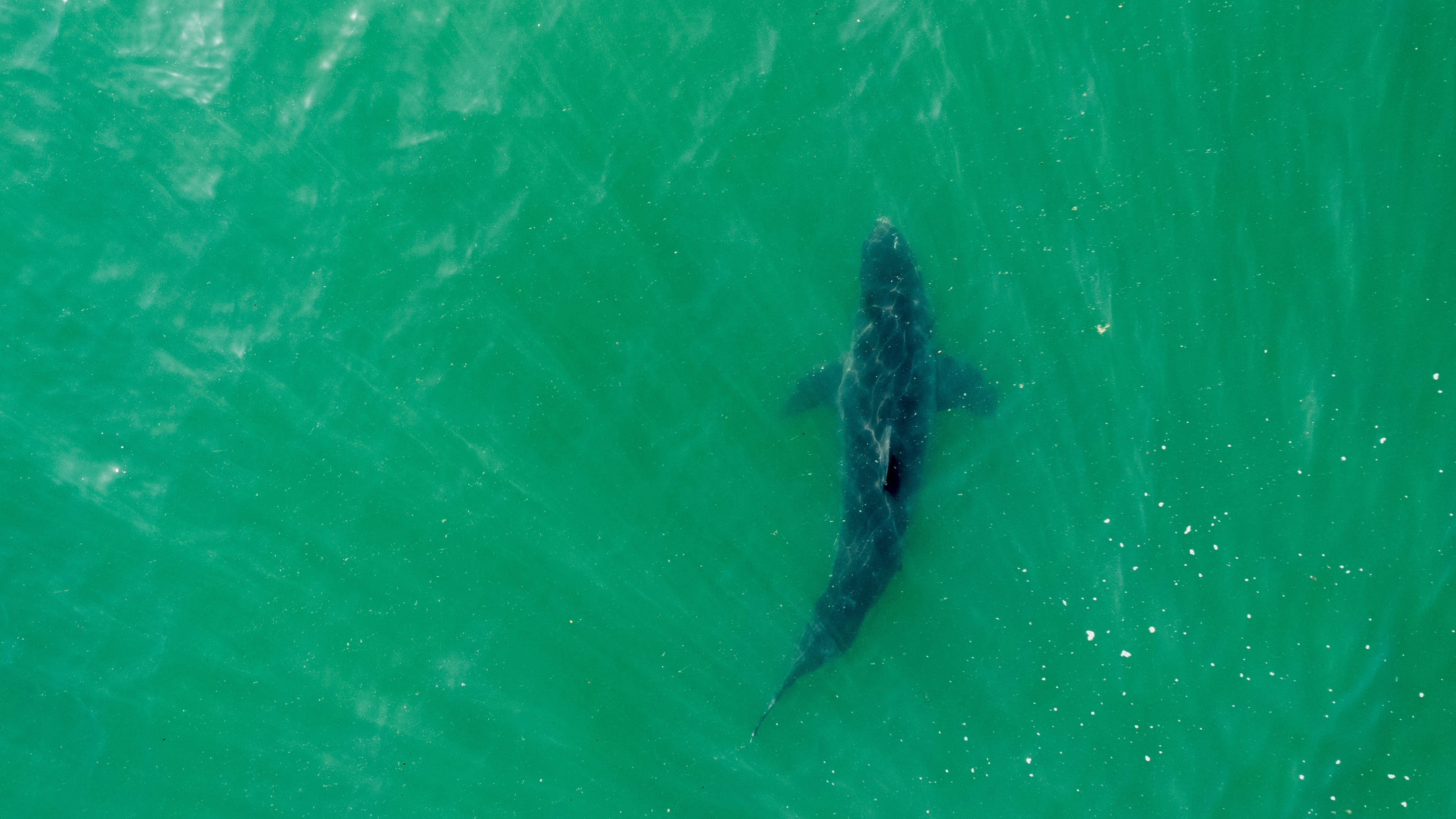 Mysterious shark washes up on Salmon River beach near Riggins, Local