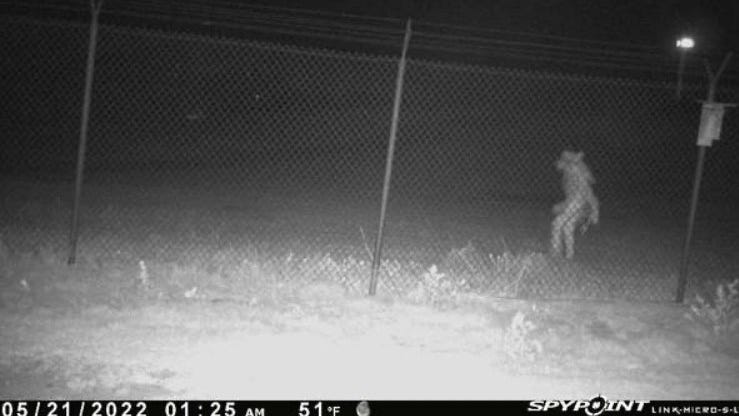 Around 1:25 a.m. May 21, security cameras inside a perimeter fence at the Amarillo Zoo captured a strange image outside the zoo.
