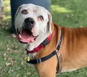 Bowser, a 4-year-old male mixed breed, is available for adoption from the Humane Society of Manatee County, 2515 14th St. W., Bradenton.