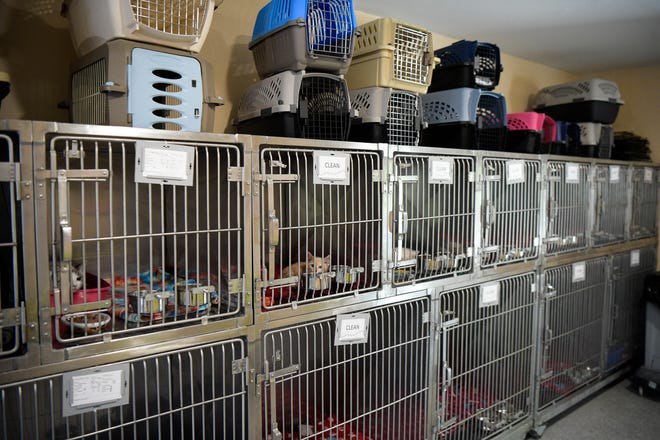 Kittens sit in their cages at the Anderson County Animal Shelter in early June. The shelter has come under scrutiny after concerns were raised about how many animals are euthanized and the method used to put them down.