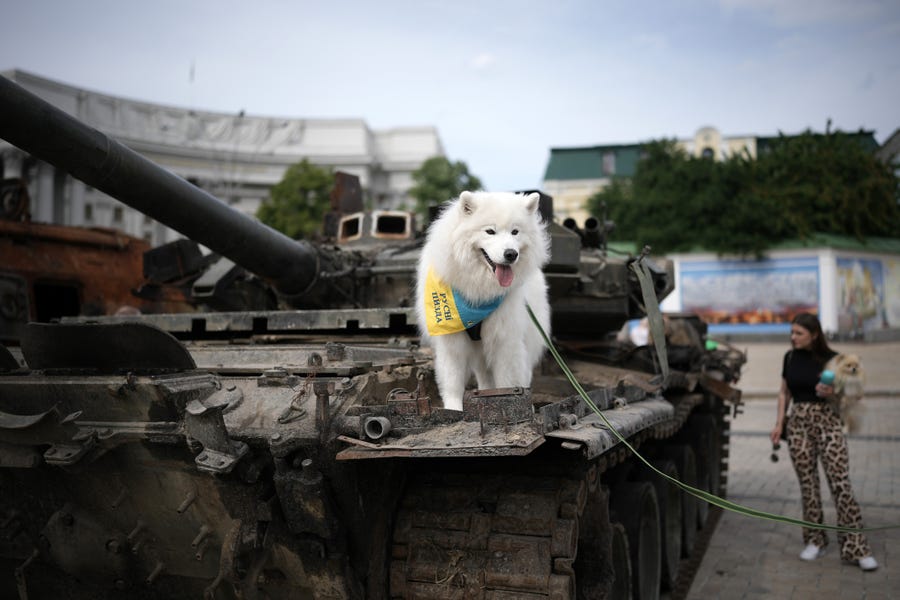 A dog poses for its owner on top of a destroyed Russian main battle tank that has been put on display in Saint Michael's Square for public viewing on June 04, 2022 in Kyiv, Ukraine. A sense of normality has increasingly returned to Kyiv as Russia's assault has focused on the eastern Donbas region.