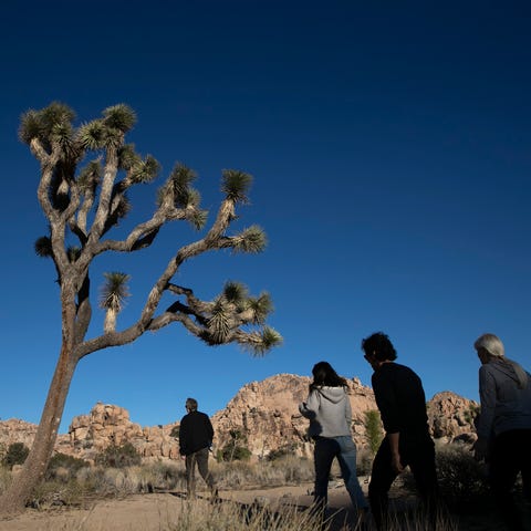Joshua Tree National Park in Southern California's