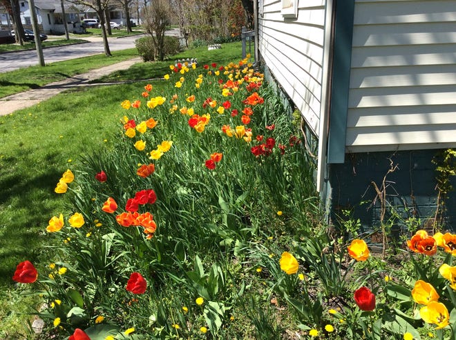 The garden belonging to Valentine Nieto at 568 Division St., Adrian, was awarded the Garden of the Month designation for May 2022 by the Adrian Women's Garden Club.