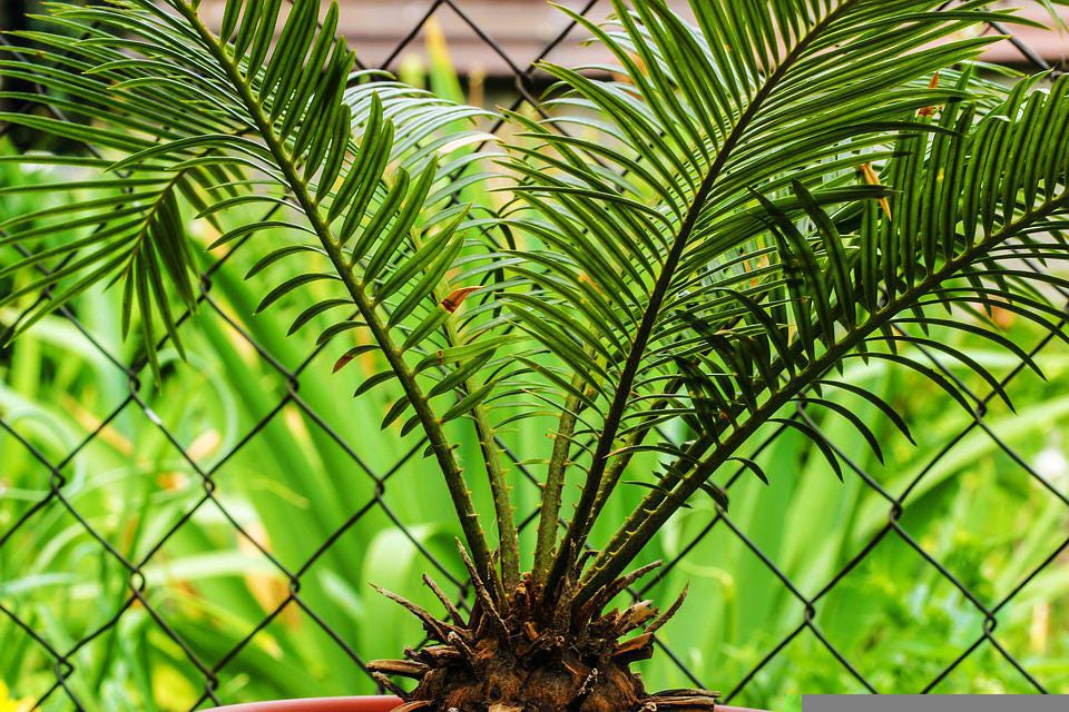 Sago palm is toxic to dogs | Pet Peeves