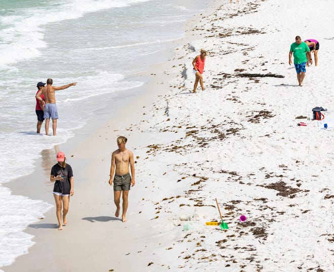 El alga Sargassum está apareciendo lentamente en Panama City Beach.