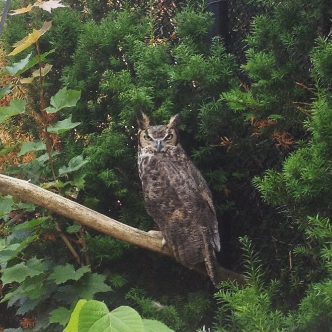 This great horned owl left Baraboo's Ochsner Park Zoo on June 6 or 7, 2022, after a person or group released several animals, according to authorities.