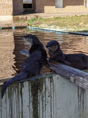 These otters left Baraboo's Ochsner Park Zoo on June 6 or 7, 2022, after a person or group released several animals, according to authorities. These two were later found safe on the Baraboo River's riverbank.