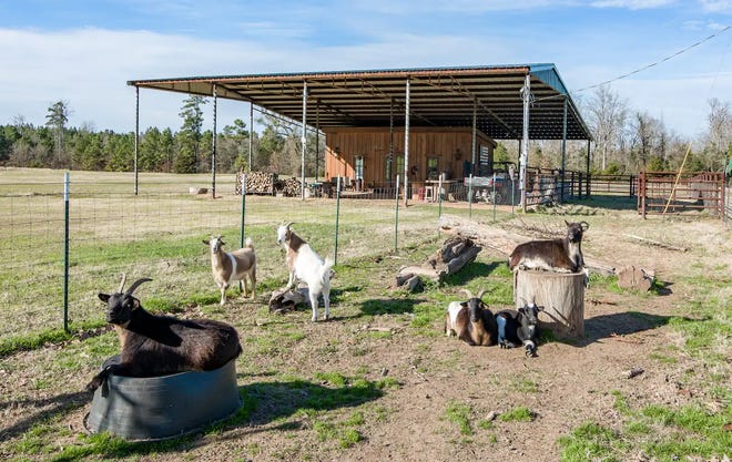 Want to get away from the city for a while? Enjoy some time on this quaint goat farm Airbnb in Keatchi Louisiana. This stay will give you the full country living experience