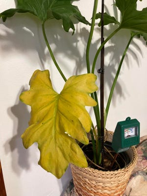 A split philodendron with a yellow leaf and a water level indicator.