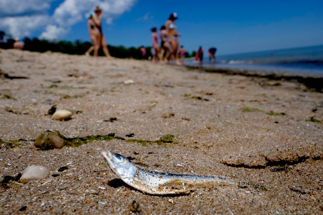 A dead alewife is washed up on the shore of Lake Michigan near beach-goers at Bradford Beach in Milwaukee on Thursday. Alewives, a non-native fish, die each summer on spawning migrations around Lake Michigan and wash up on beaches, causing a smelly, unsightly nuisance.