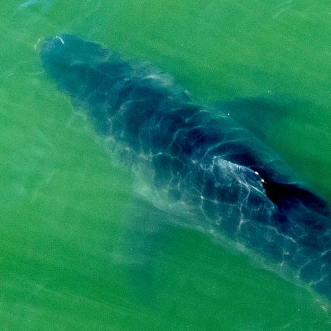 May 1, 2022: A great white shark swims near Santa 
