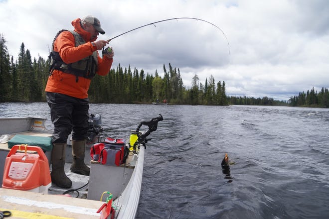 Mike Bartz of Grand Marais, Minn. prepares to land a walleye while fishing June 3 on Seseganaga Lake near Ignace, Ontario. Tom Thoresen of Fitchburg and his son Doug of St. Paul, Minn., also part of a 10-person group that traveled to the remote lake, fish from a boat in the background.