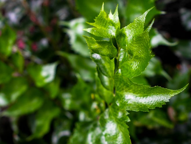 Hardy down to the upper teens and moderately drought tolerant, holly fern makes an excellent tall groundcover.
