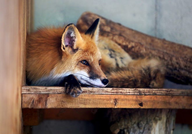 Самец рыжего лиса по имени Гидеон отдыхает утром в понедельник, 13 июня 2022 года, в зоопарке Хатчинсона.