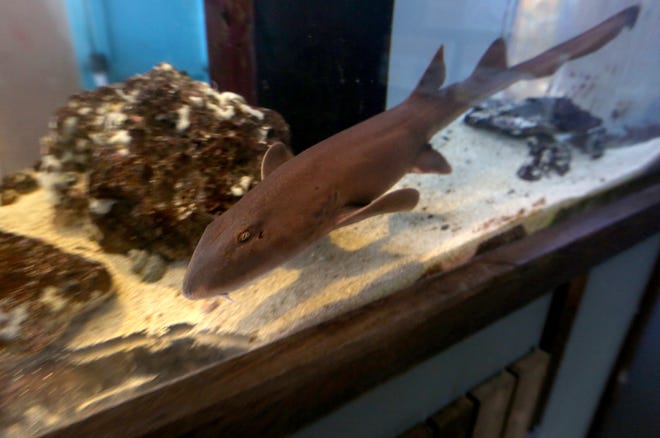 Коричневая полосатая бамбуковая акула по имени Шарки Шаркингтон плавает в аквариуме внутри здания World Biomes Building в понедельник утром, 13 июня 2022 года, в зоопарке Хатчинсона.