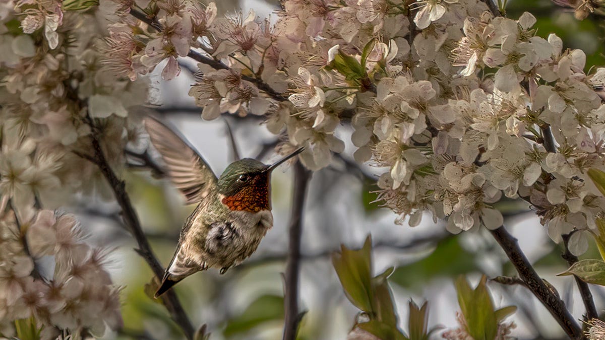 Get ready to put your hummingbird feeders out. See where they are with interactive map