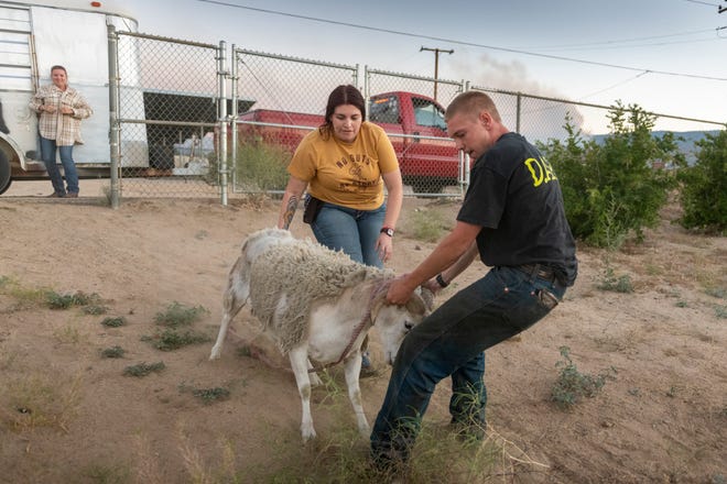 Nathan Johnston de l'équipe de sauvetage des animaux en cas de catastrophe et Ashley Cockroft mettent les moutons en sécurité au lycée Serrano de Phelan, en Californie, le 12 juin 2022. Serrano était le Wrightwood Sheep Fire Escape Center.